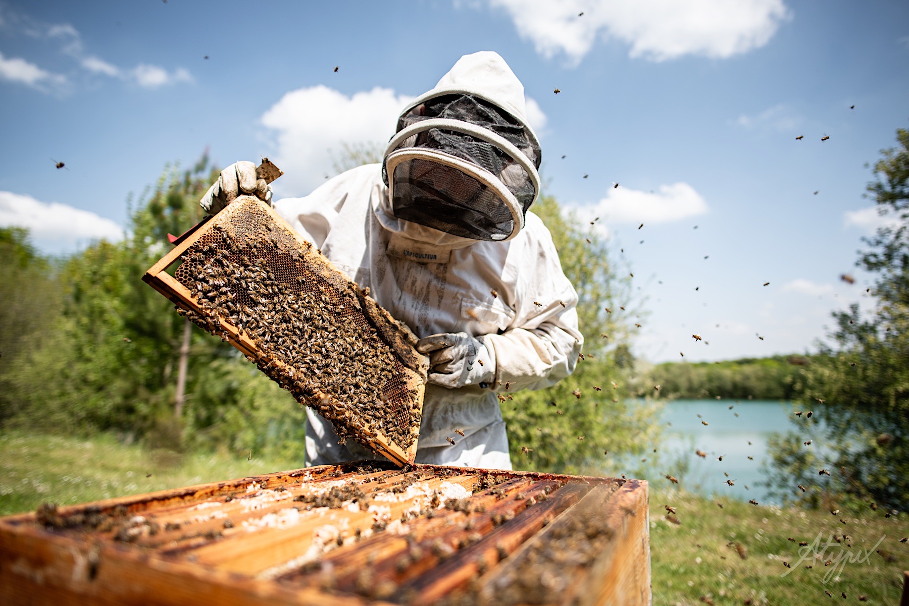 apiculteur en action de travail