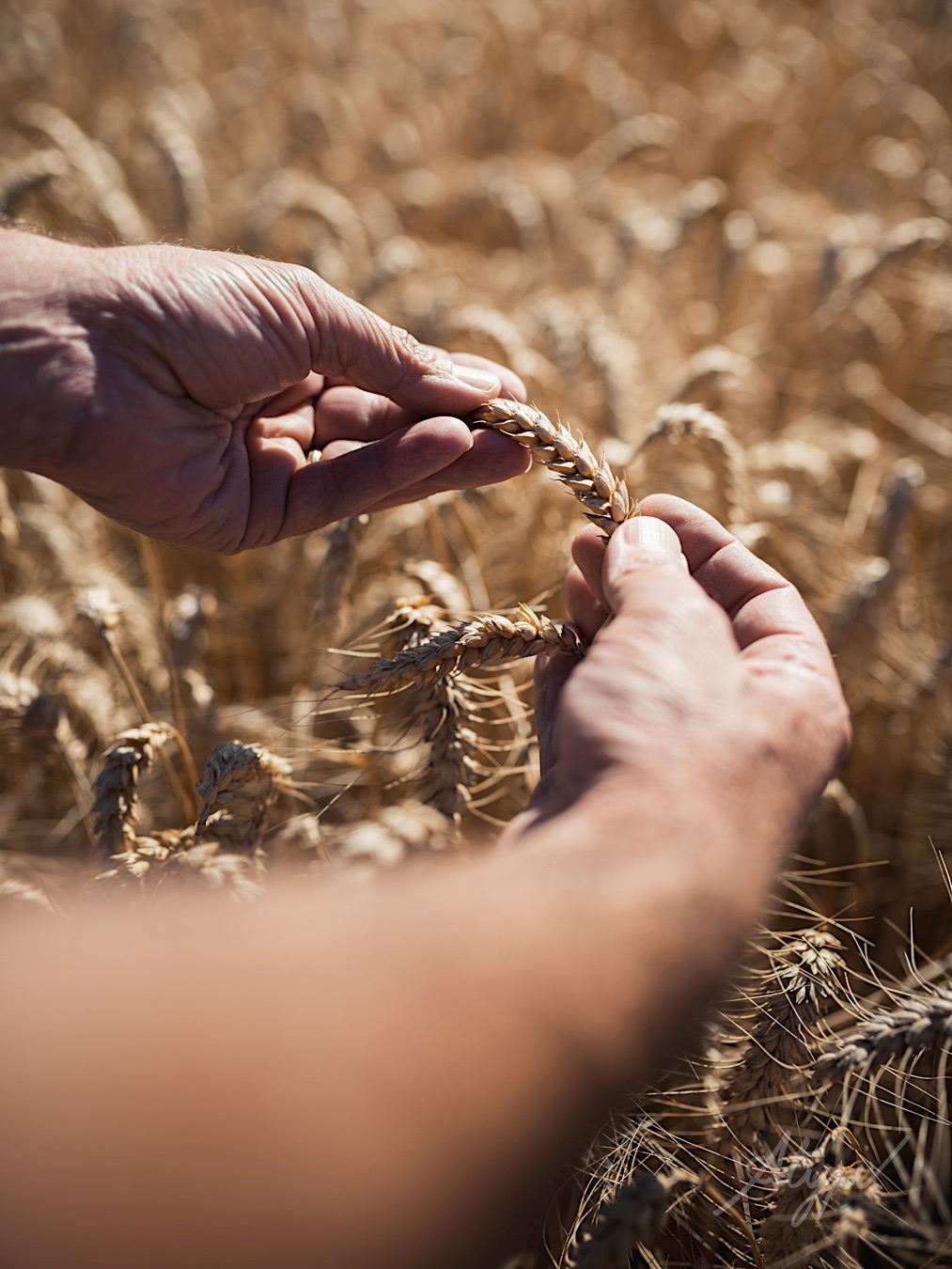 mains d'agriculteur dans un champs de blé