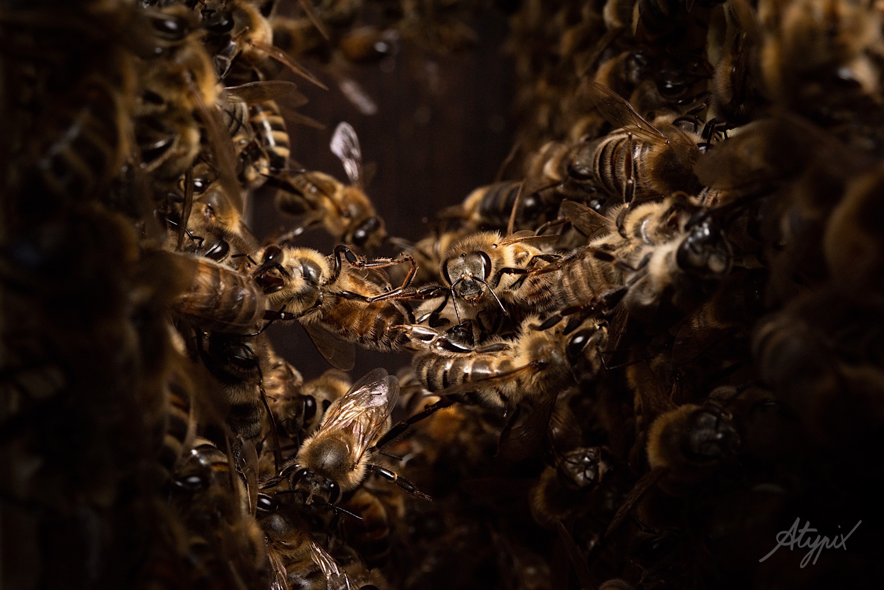 photos d'abeilles à l'intérieur d'une ruche