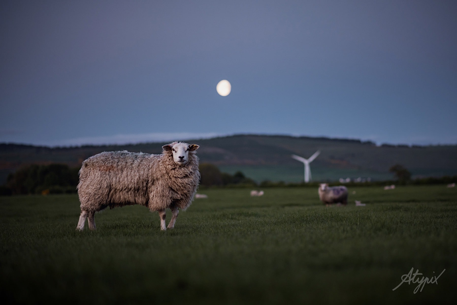 élevage de mouton au lever de soleil